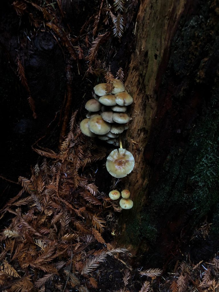 Redwood Mushrooms